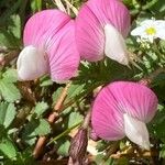 Ononis cristata Flower