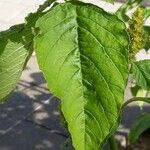 Amaranthus hybridus Hoja