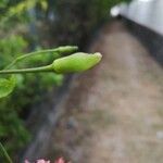 Hibiscus schizopetalus Fruit