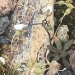 Draba dubia Flor