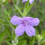 Ruellia humilis Kvet