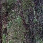 Pouteria cayennensis Kabuk