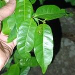 Polysphaeria multiflora Hoja