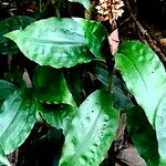 Goodyera rubicunda Flower