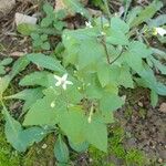 Solanum nigrum 花