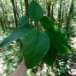 Catalpa speciosa Φύλλο
