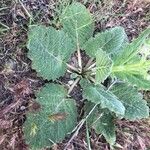 Salvia argentea Leaf