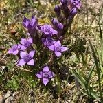 Gentianella ramosa 花