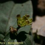 Dioscorea pyrenaica Flower