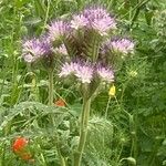 Phacelia tanacetifolia Λουλούδι