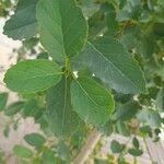 Cordia dichotoma ᱥᱟᱠᱟᱢ