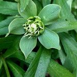 Helleborus dumetorum Otro
