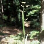 Poa chaixii Habit