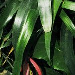 Billbergia nutans Blatt