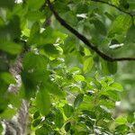 Celtis prantlii Hoja