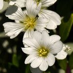 Cerastium tomentosum Flor
