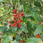 Sorbus mougeotii Fruto
