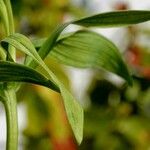 Alstroemeria aurea पत्ता