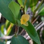 Commelina africana Virág