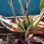 Gasteria excelsa Hostoa