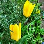 Tulipa spp. ᱵᱟᱦᱟ