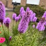 Liatris pycnostachya Flor