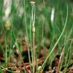 Littorella uniflora Celota