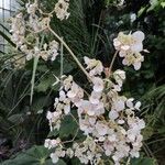 Begonia urophylla Flower