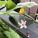 Cucumis sativus Blad