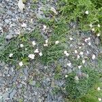 Dianthus furcatus عادت