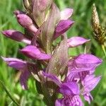 Dactylorhiza majalis Fula