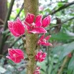 Pavonia strictiflora