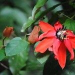 Passiflora miniata Blomst