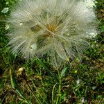 Tragopogon dubius Плод