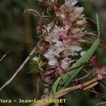 Cuscuta epithymum Çiçek