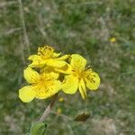 Helianthemum oelandicum Blomma