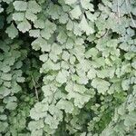 Adiantum capillus-veneris Hoja