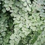 Adiantum capillus-veneris List