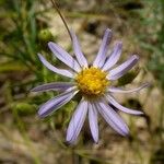 Ionactis linariifolia Fiore