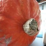 Cucurbita maxima Плод