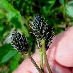 Plantago atrata Flower