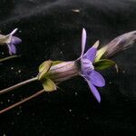 Comastoma pedunculatum Hábito