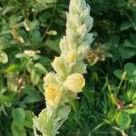 Verbascum thapsusFlor