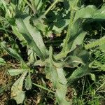 Anchusa undulata Feuille