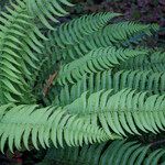 Arthropteris orientalis Habit