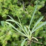 Bupleurum ranunculoides 葉