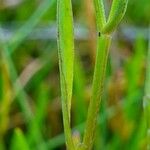 Tripolium pannonicum Leaf