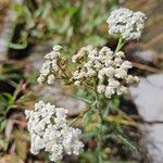 Achillea nobilis Blüte