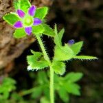 Campanula erinus Flower
