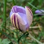 Crocus corsicus Flower